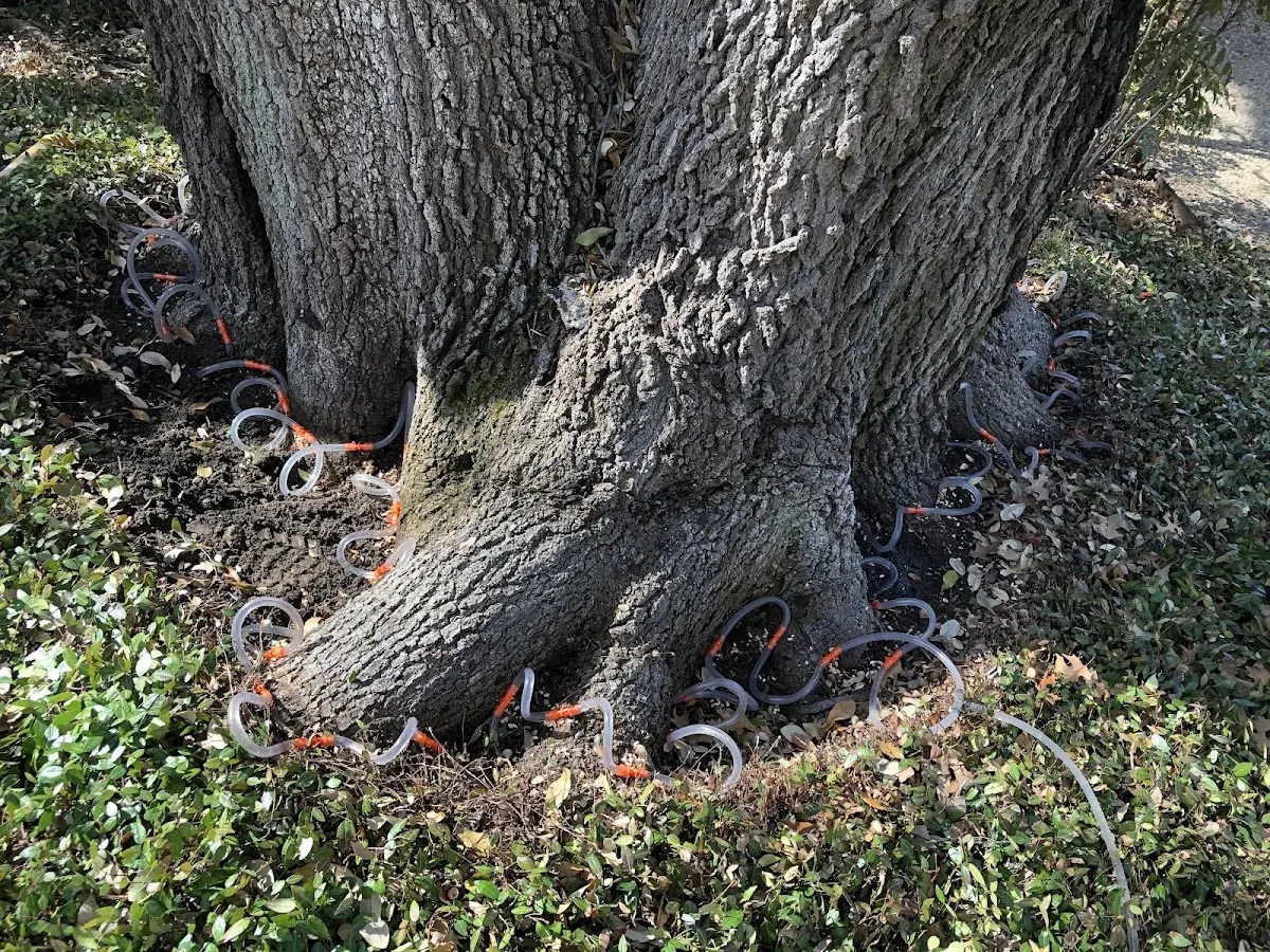 Detailed Tree Cabling and Bracing job site in Radium Springs