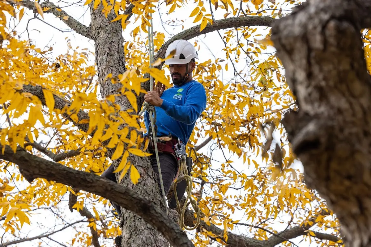 Skilled Tree Pruning crew working in Radium Springs