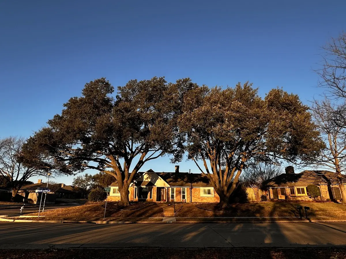Established residential canopy tree shading a home in Radium Springs